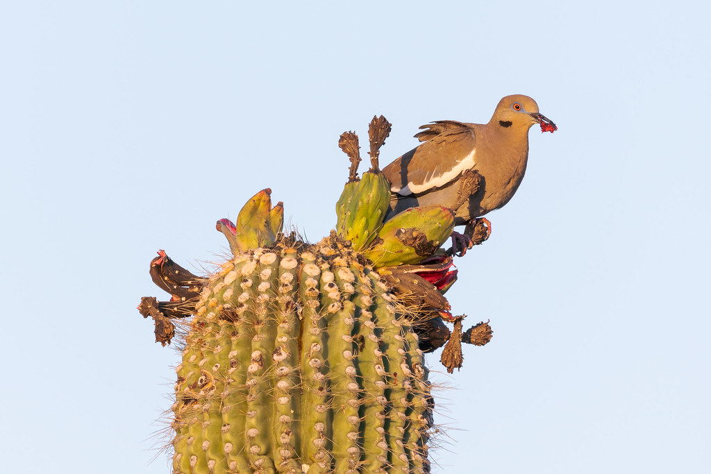 A white-winged dove eats the red fruit of a saguaro early on a summer morning along the Jane Rau Trail in McDowell Sonoran Preserve