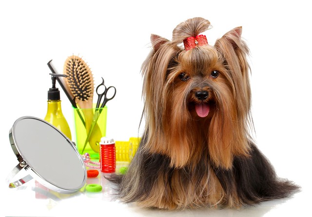 Grooming là gì? 5 bước tự grooming cho chó tại nhà – Cityzoo