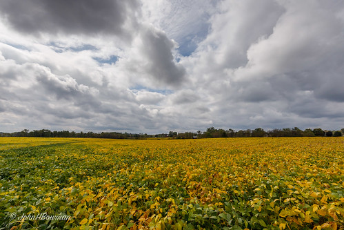 ohio washingtoncounty agriculture fields soybeans rural cloudyskies greatskies october2016 october 2016 canon16354l