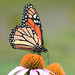 13  Monarch Butterfly - 2nd Place Members' Choice - John Thornton