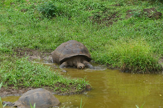21-359 Reuzenschildpadden bij boerderij