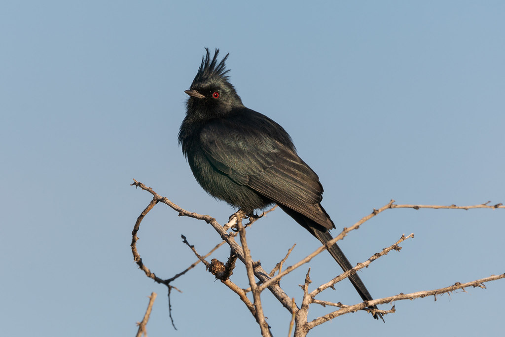 A male phainopepla perches on a tree on a sunny winter morning along the Marcus Landslide Trail in McDowell Sonoran Preserve in Scottsdale, Arizona