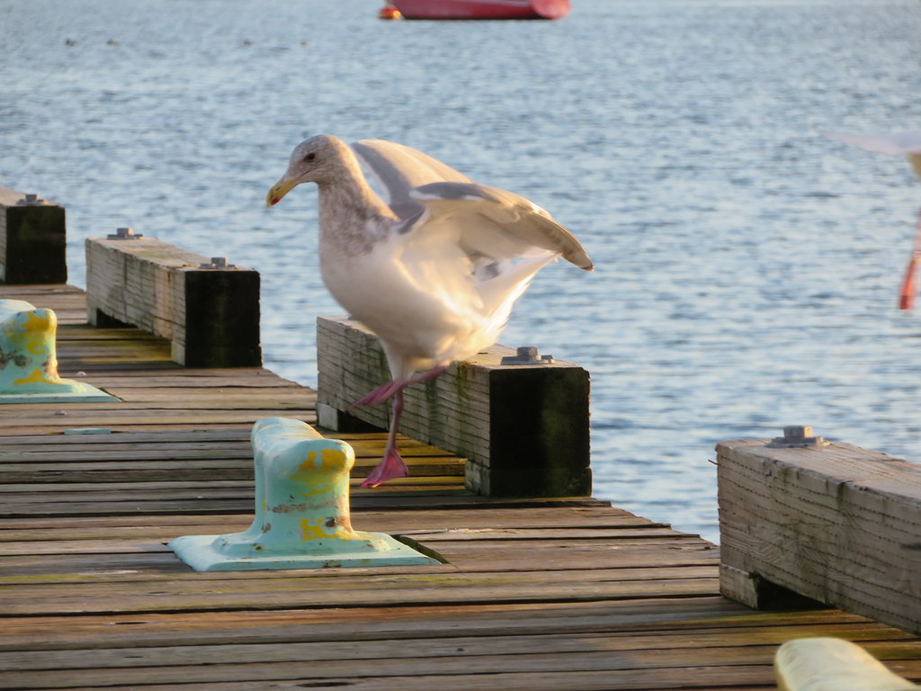Gull at the Comox Marina.