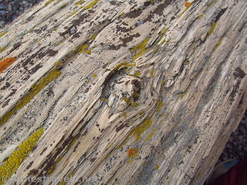 Closeup on a piece of petrified wood - I love the knot! Valley of Dreams East, Ah-Shi-Sle-Pah Wilderness, New Mexico