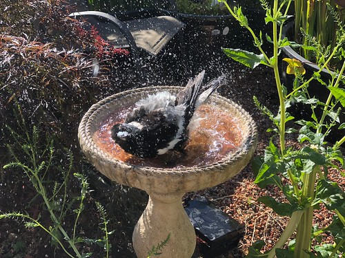 Australian Magpie (Gymnorhina tibicen tibicen) bathing; Canberra, ACT.