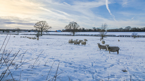 snowscenes sheep grazing farmland farm skys trees farmhouses