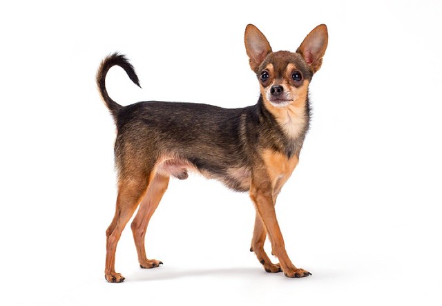 russian-toy-terrier