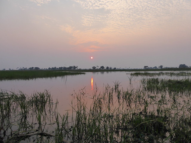 En el corazón del Delta del Okavango. Safari a pie, mekoro, poblado Xaxaba - POR ZIMBABWE Y BOTSWANA, DE NOVATOS EN EL AFRICA AUSTRAL (52)