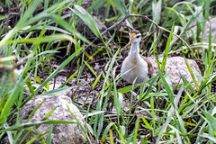 Belize, Bird with Yellow Crest on its  Forehead
