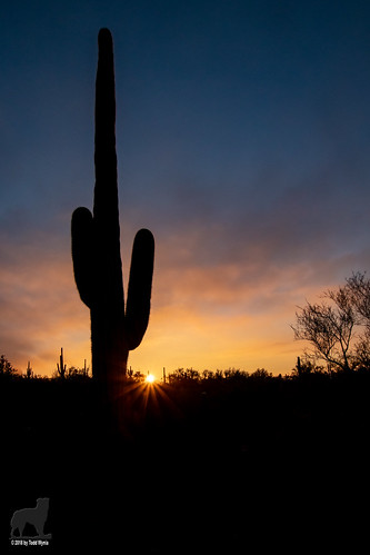 arizona cactus saguaro sunrise