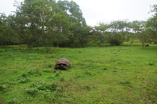 21-357 Reuzenschildpadden bij boerderij