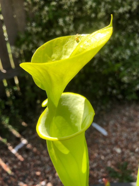 Sarracenia flava var. maxima (ex Ron Abernethy); 2018-19 season