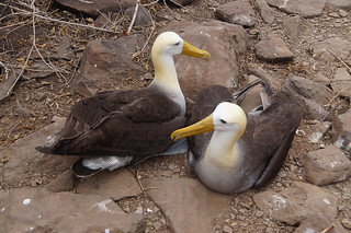 22-297 Galapagos Albatros