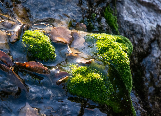 water, moss, leaves