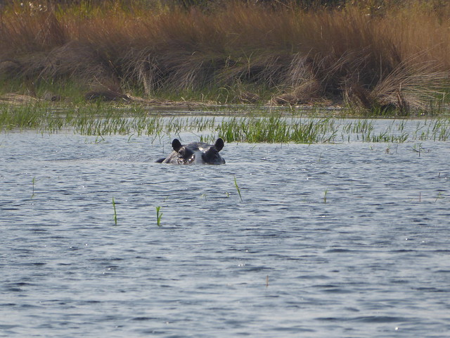 POR ZIMBABWE Y BOTSWANA, DE NOVATOS EN EL AFRICA AUSTRAL - Blogs de Africa Sur - Traslado a Maun. Nos adentramos en el Delta del Okavango (31)