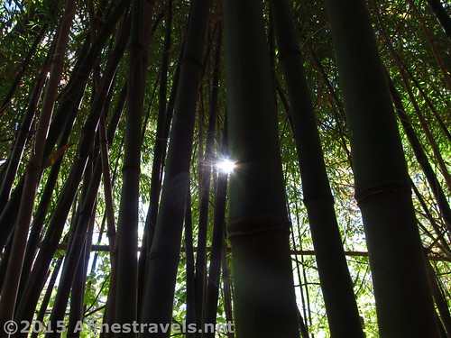 The sun shines through the bamboo at Willowwood Arboretum, Chester, New Jersey