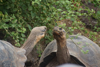 21-090 Charles Darwin Center - reuzenschildpadden