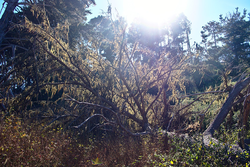 Backlit lace lichen, North Shore trail, Point Lobos