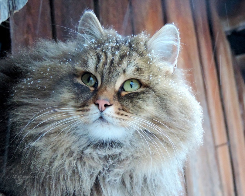 сибирские кошки в барнауле фото