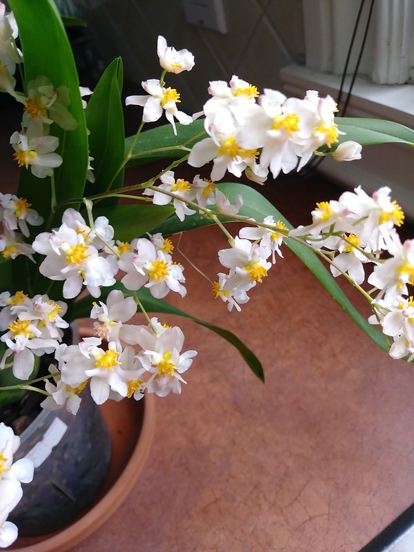 5 - Orchidées chez lavandula - Page 15 46195233832_941fba350a_c
