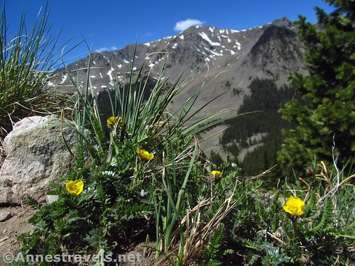 Buttercups along the Wheeler Peak Trail, Carson National Forest, New Mexico