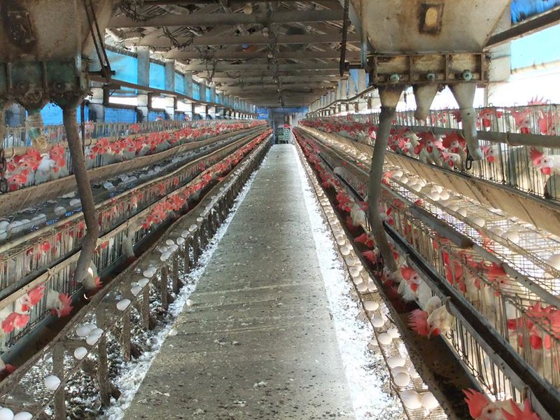 台灣動物社會研究會投入推動友善雞蛋生產，減少工業化格子籠產蛋的產業現況。（圖片提供/台灣動物社會研究會）