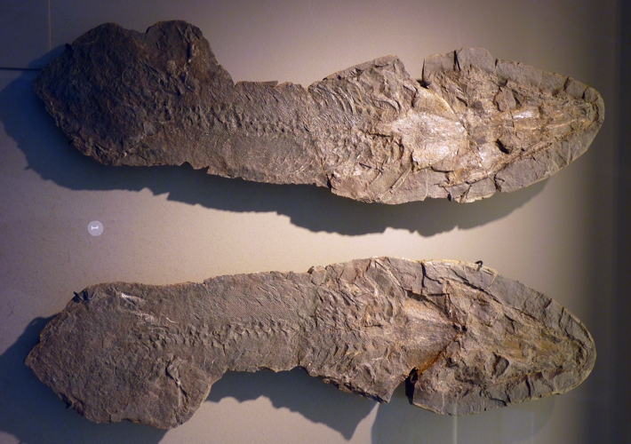 Archegosaurus decheni 45744593692_5d2ca09d74_o