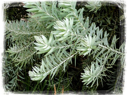 braidwood australia flora new south wales
