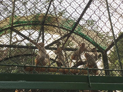 Happy macaques