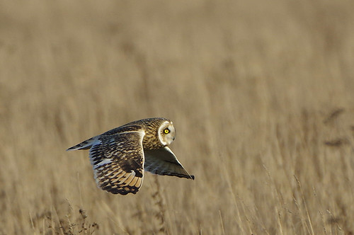 burwellfen cambridgeshire nationaltrust wild bird wildlife nature shorteared owl asioflammeus hunting flight