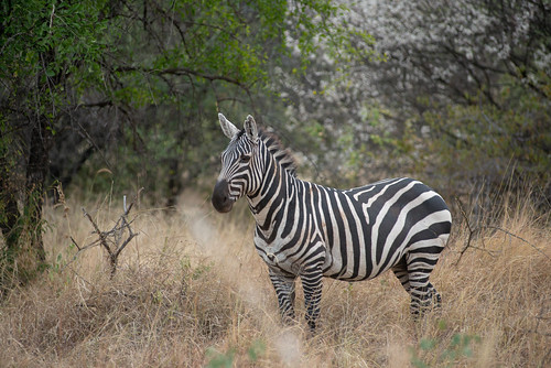 zebra etiopia yedebubbihērochbihēreseboch ethiopia yedebubbihērochbihēresebochnahizboch eth