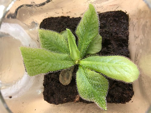 Drosera schizandra plants grown in coffee jars