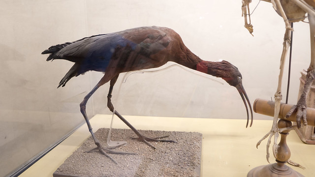 A taxtidermied bird at the Egyptian Museum of Cairo