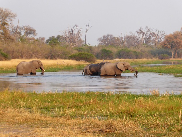 Vuelo sobre el Delta del Okavango. Llegamos a Moremi. - POR ZIMBABWE Y BOTSWANA, DE NOVATOS EN EL AFRICA AUSTRAL (38)