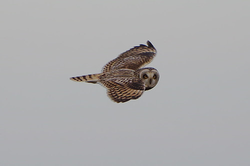 shorteared owl asioflammeus flight bird burwell fen cambridgeshire hunting