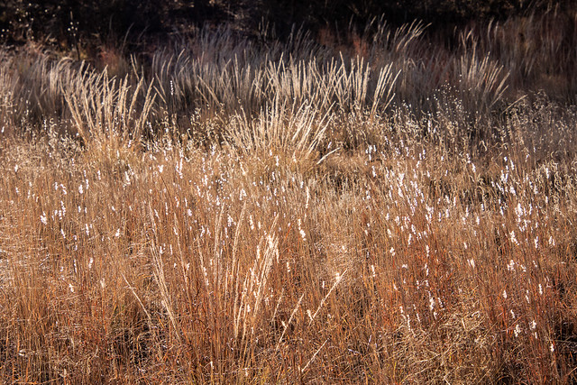 backlit grasses