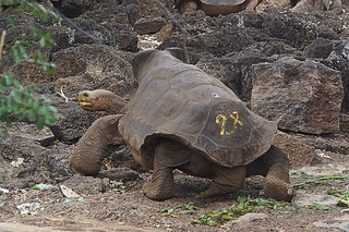 21-051 Charles Darwin Center - reuzenschildpadden