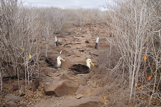 22-262 Galapagos Albatros