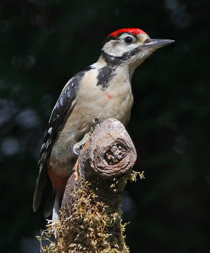 G.S.WOODPECKER  ....Youngster...Powys