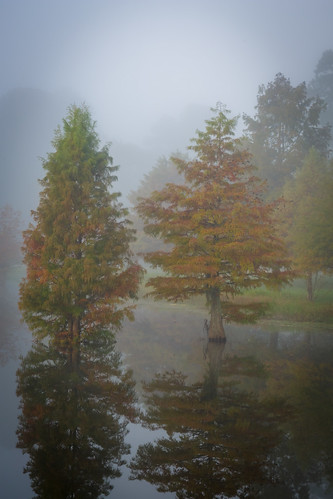 burroughspark cedar fog lake marchspond park pond reflctions trees water tomball texas unitedstates us cypress