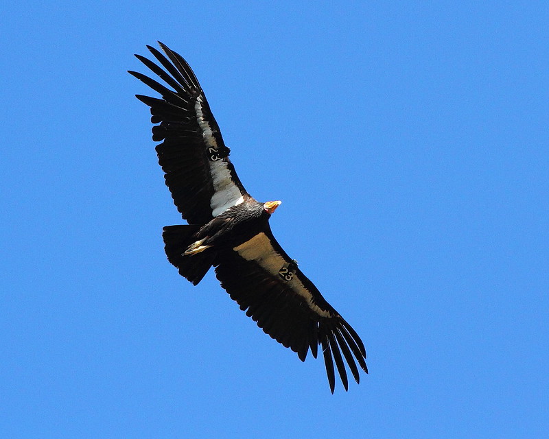 IMG_2322 California Condor #123, Grand Canyon National Park