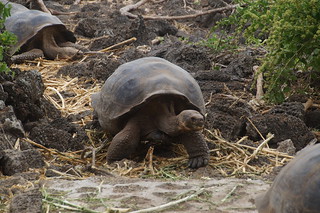21-074 Charles Darwin Center - reuzenschildpadden