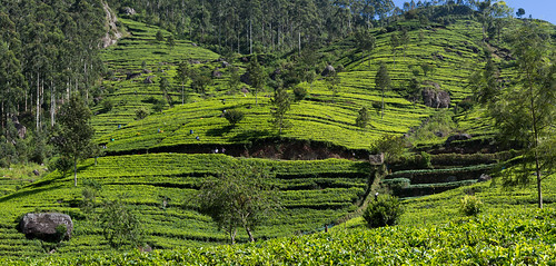 dambatenna dambatennateaestate srilanka srilankashillcountry green highlands landscape panorama tea teaestate teapicker teaplantation worker uvaprovince lk