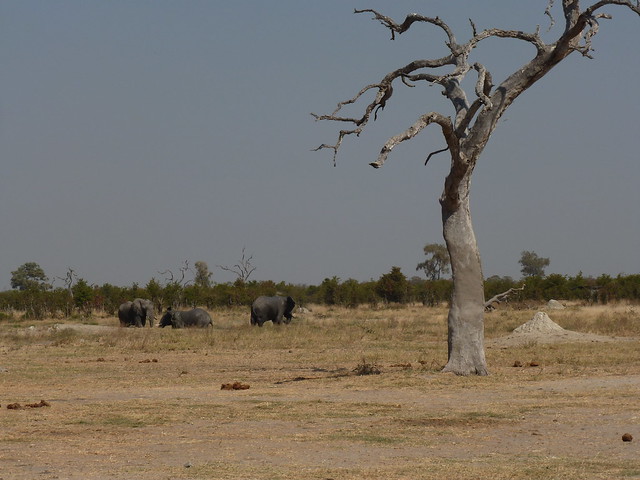 Dejamos Moremi y nos vamos a Savuti, (Parque Nacional de Chobe) - POR ZIMBABWE Y BOTSWANA, DE NOVATOS EN EL AFRICA AUSTRAL (20)