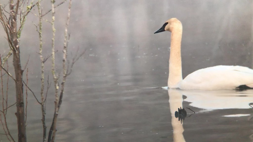 Trumpeter Swans in the mist, Allison Lake Piedmont NWR GA 0744 121818 2