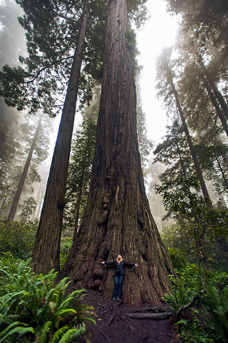 california nestordesigns nestorriverajr nancywalsh trees redwoods landscape nikon nikond700 wideanglelens
