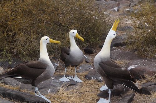 22-401 Galapagos Albatros