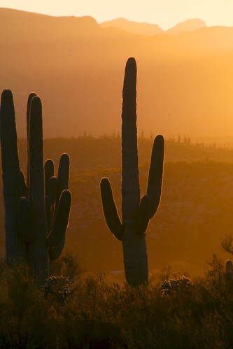 2016 arizona cacti desert flickr gps landscapes pinalcounty saguarocactuscarnegieagigantea sanpedrorivervalley sunsets usa unitedstatesofamerica