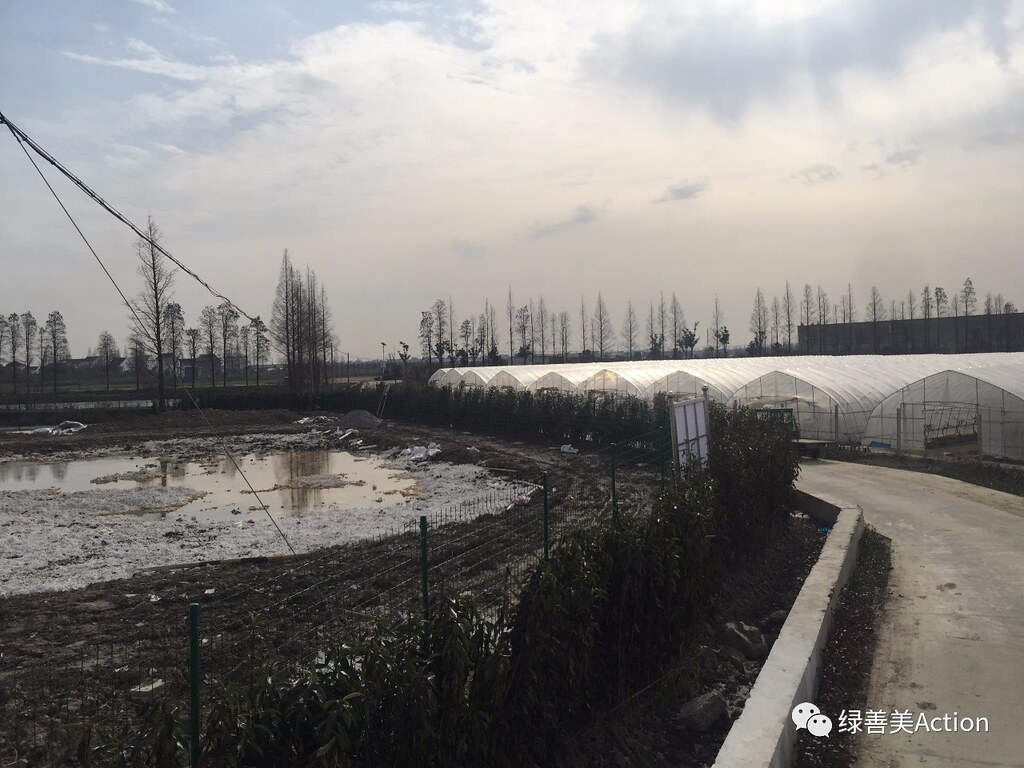 圖片左邊，原先是一個魚塘，現在變成了數千頭死豬填埋地，屬於上海地區；填埋地旁邊，是一條水泥路，也是興旺村村民進村的必經之路，屬於浙江區域。最右邊，是興旺村村民的草莓種植園。死豬填埋地周邊半公裏內是草莓種植區、居民生活區。照片提供：微信公眾號「綠善美Action」。