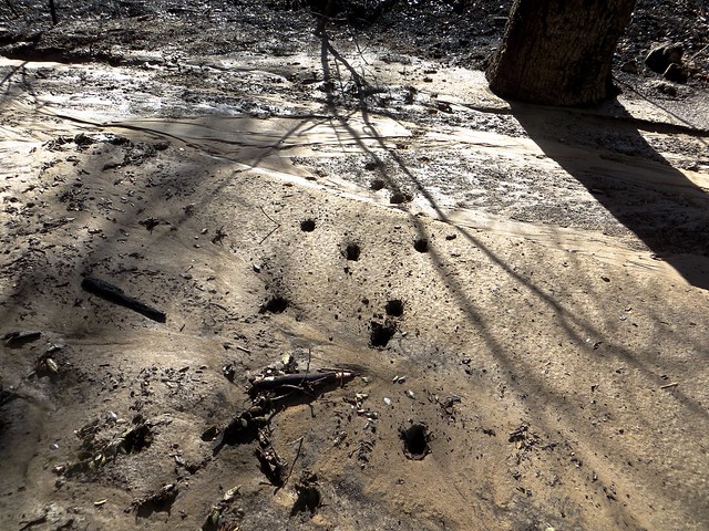 deer tracks in a mud flow in Solstice Canyon